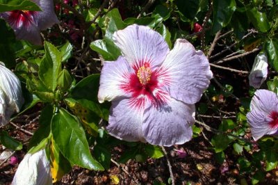 Purple Hibiscus