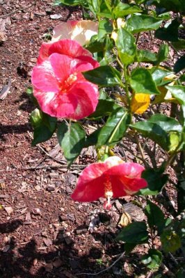 Red and White Hibiscus
