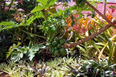 Mangos..??