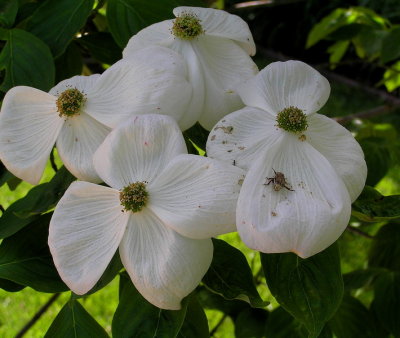 Other Flowers and Critters (Macro)