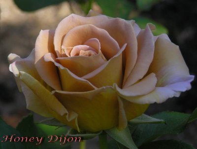 Honey Dijon