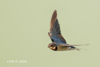 Hirundo rustica - Barn Swallow