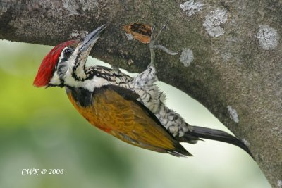 Dinopium javanense - Common Flameback