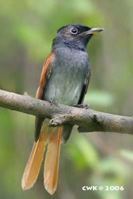 Terpsiphone paradisi - Asian Paradise-Flycatcher (BM)