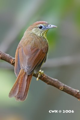 Macronous gularis - Striped Tit Babbler