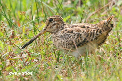 Gallinago megala - Swinhoe's Snipe