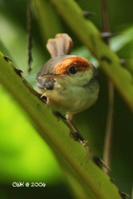 Orthotomus sericeus sericeus - Rufous-tailed Tailorbird