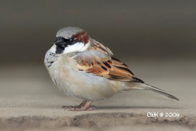 Passer domesticus - House Sparrow