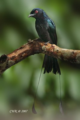 Dicrurus paradiseus - Greater Racket-Tailed Drongo