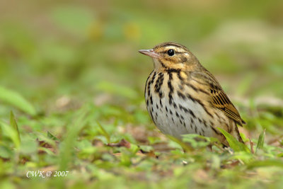 Anthus hodgsoni - Olive-backed Pipit