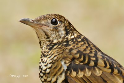 Zoothera dauma dauma - Scaly Thrush