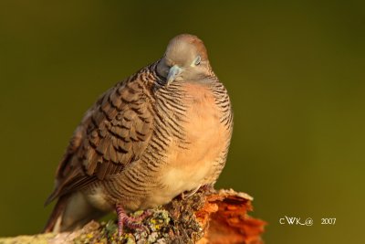 Geopelia striata - Peaceful Dove