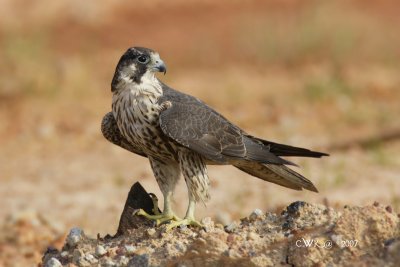 Falco peregrinus - Peregrine Falcon