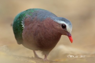 Chalcophaps indica indica - Emerald Dove