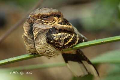 Caprimulgus macrurus - Large Tailed Nightjar