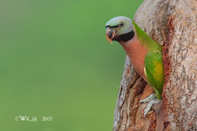 Psittacula alexandri - Red-breasted Parakeet