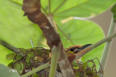 SHBB Nesting 2007