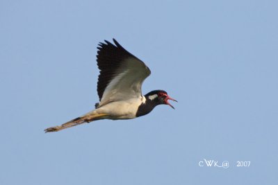 Vanellus indicus - Red Wattled Lapwing