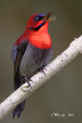 Aethopyga siparaja seheriae - Crimson Sunbird