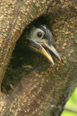 Laced WP Nesting 2007