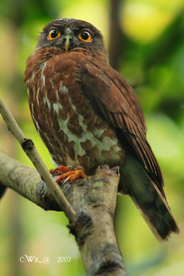 Ninox scutulata scutulata -  Brown Hawk Owl