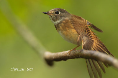 Muscicapa ferruginea - Ferruginous Flycatcher