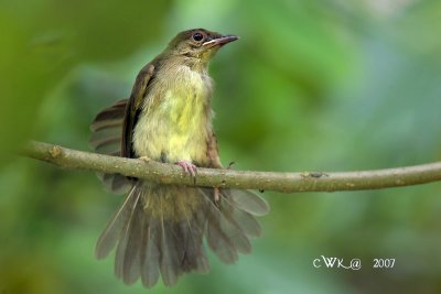 Pycnonotidae (Asian Bulbuls)