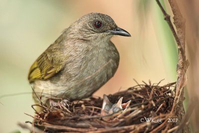 Olive-winged Bulbul Nesting 2007