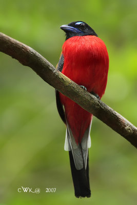 Harpactes duvaucelii - Scarlet-rumped Trogon