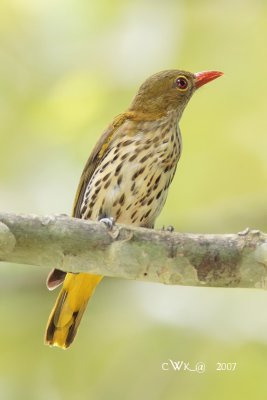 Oriolini - Orioles, figbirds, cuckooshrikes, trillers, minivets & flycatcher-shrikes  (Malaysia)