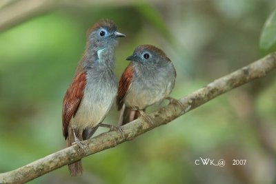 Stachyris erythroptera erythroptera - Chestnut-winged Babbler