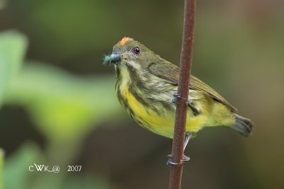 Prionochilus maculatus - Yellow-Breasted Flowerpecker