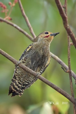 Meiglyptes tristis grammithorax - Buff-rumped Woodpecker