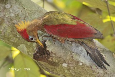 Picus puniceus observandus - Crimson-winged Woodpecker