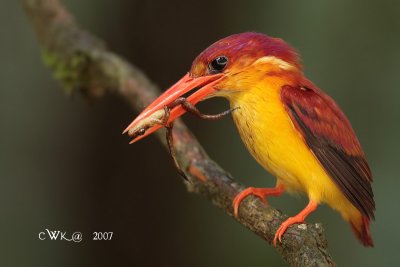 Ceyx rufidorsa - Rufous-backed Kingfisher