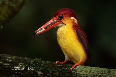 _MG_7029PSZOO.jpg