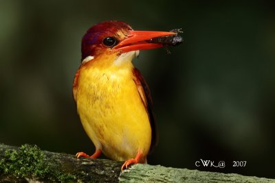 _MG_7037PSZOO.jpg