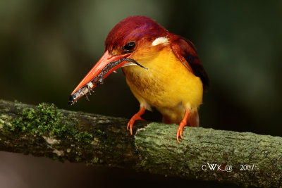 _MG_7041PSZOO.jpg