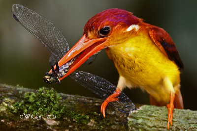 _MG_7073PSZOO.jpg