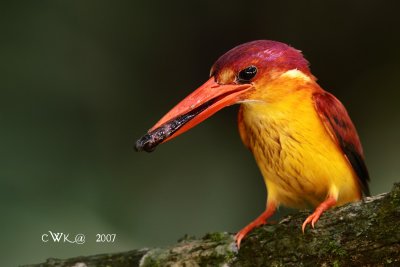 _MG_7104PSZOO.jpg