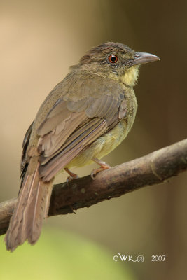 Alophoixus finschii - Finsch's Bulbul