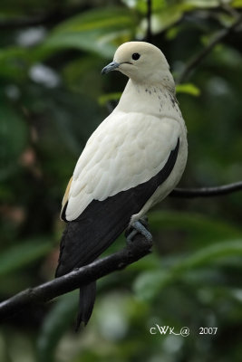 Ducula bicolor bicolor - Pied Imperial Pigeon
