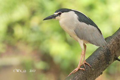 Ardeidae (Egrets, Herons, Bitterns)