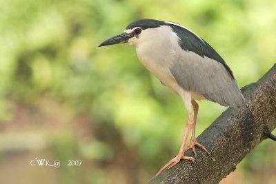 Herons