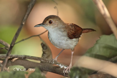 Trichastoma bicolor - Ferruginous Babbler