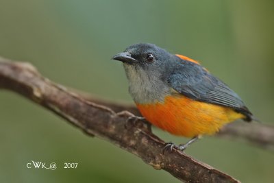 Dicaeum trigonostigma - Orange-bellied Flowerpecker