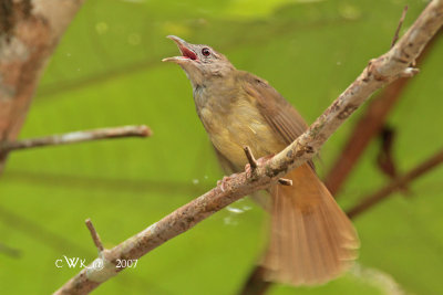 Alophoixus bres - Grey-cheeked Bulbul