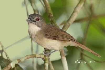 Malacopteron magnirostre - Moustached Babbler