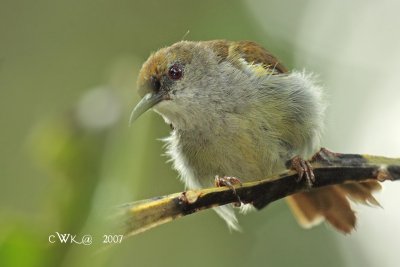 Anthreptes simplex - Plain Sunbird