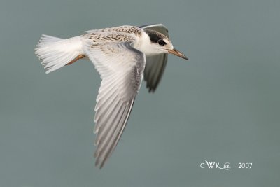 LT Fledging Flights